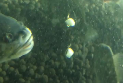 鱼儿视频,探索水下世界的精彩瞬间