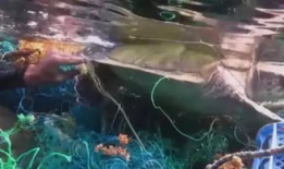 深海视频,揭秘神秘海底世界的奇幻之旅